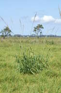 Image of Vasey's grass