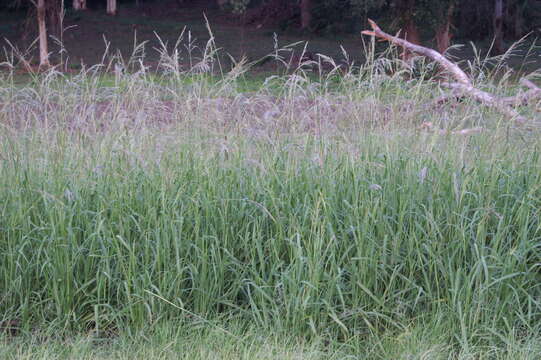 Image of Vasey's grass