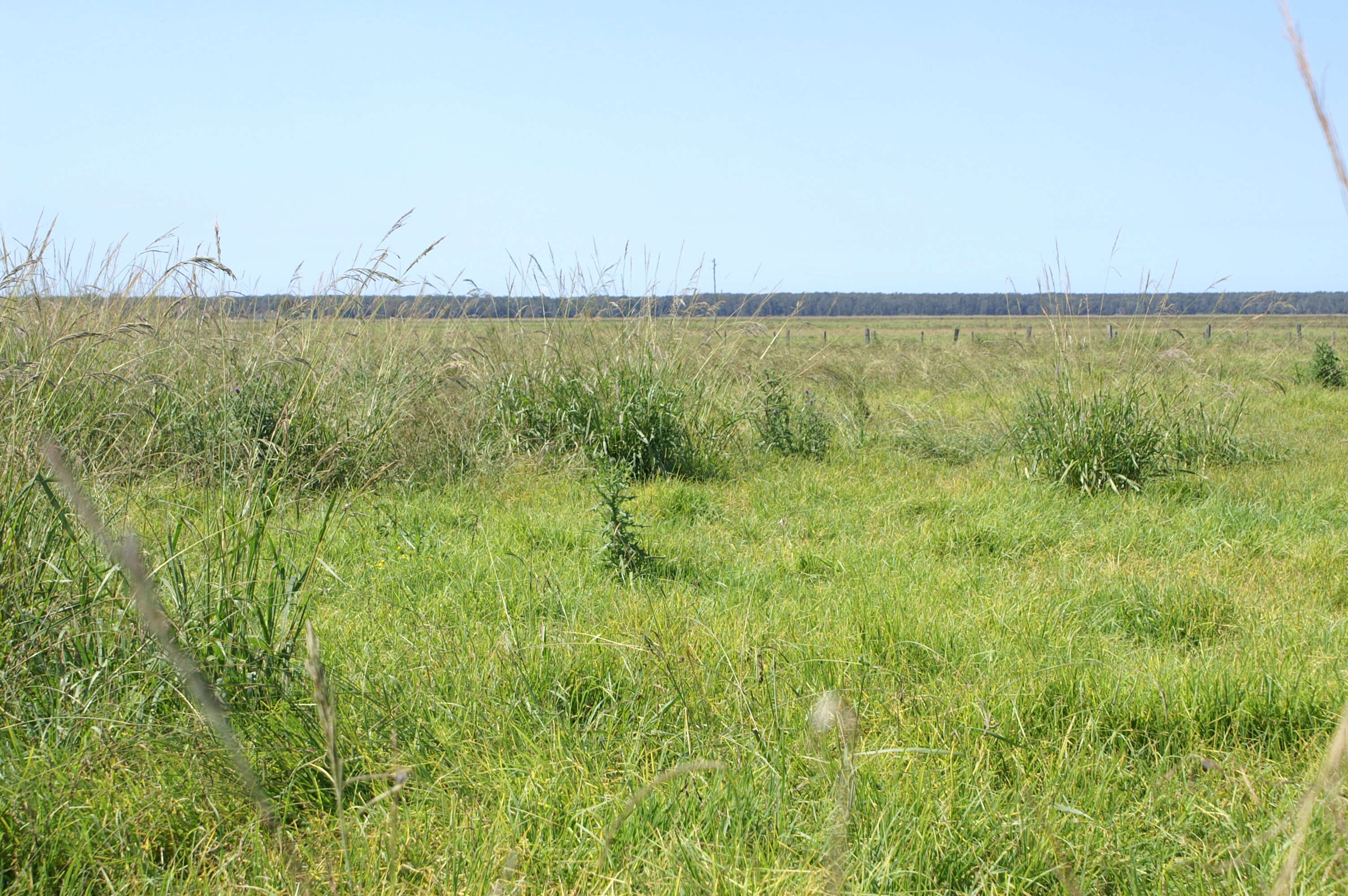 Image of Vasey's grass