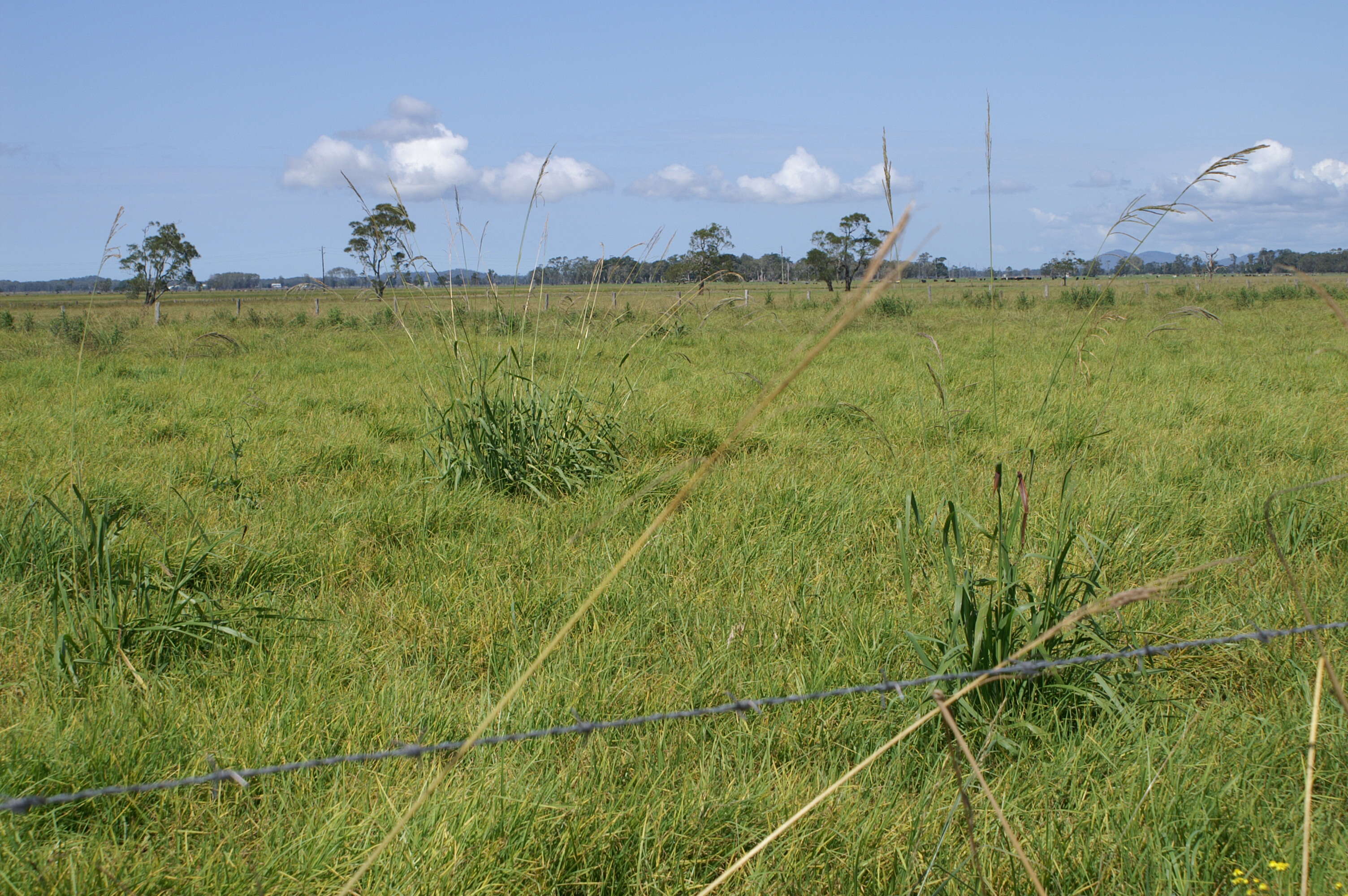 Image of Vasey's grass