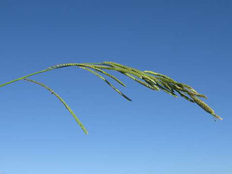 Image of Vasey's grass