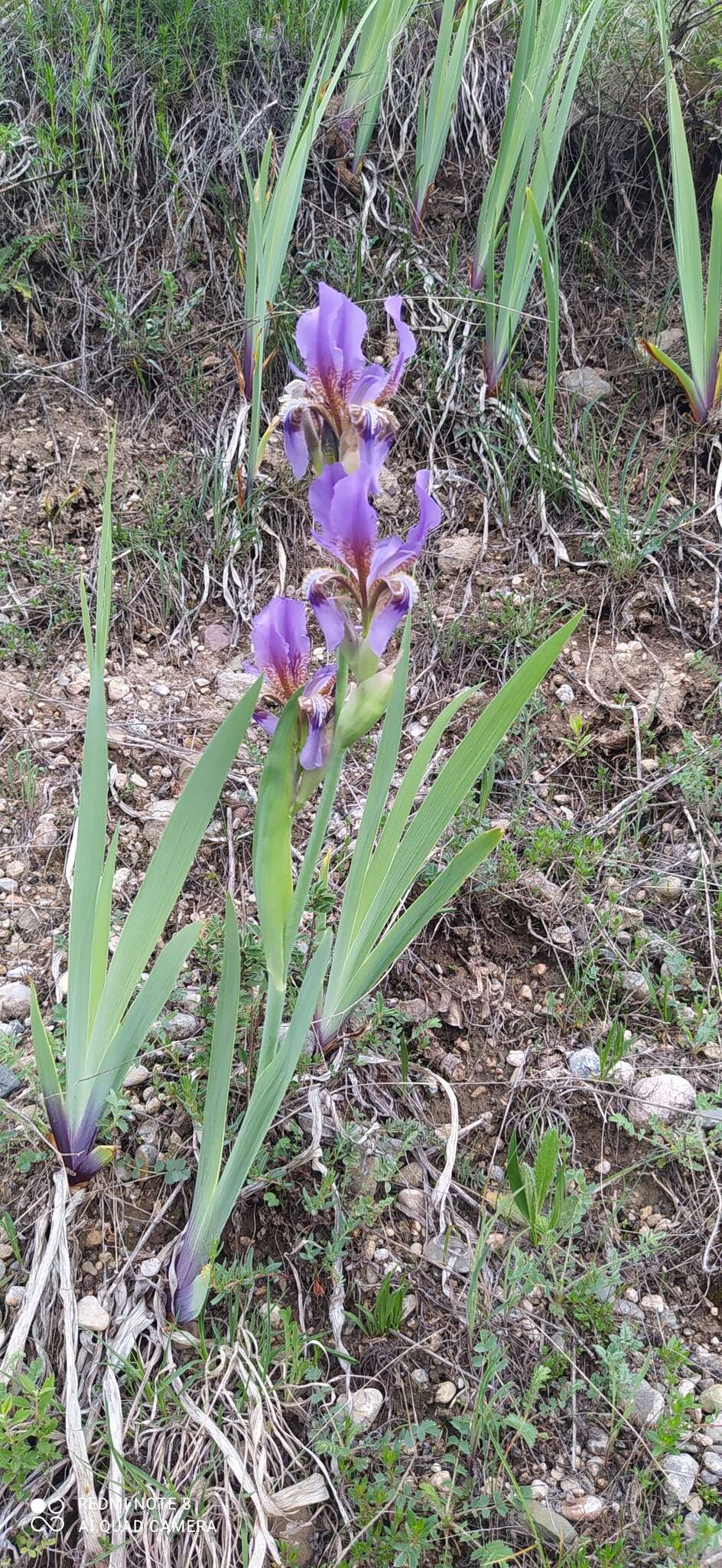 Image of Iris alberti Regel