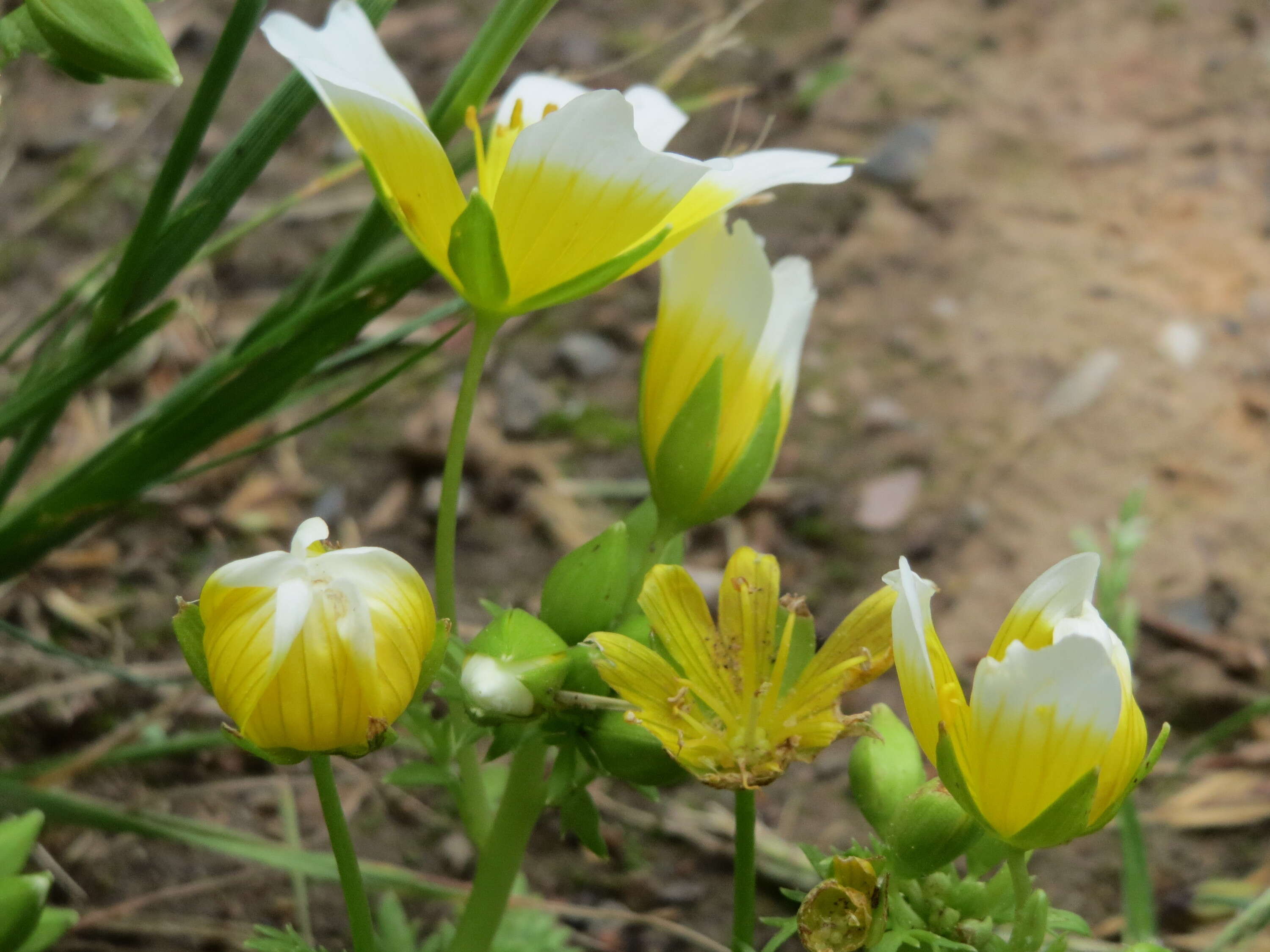 Image of Douglas' Meadowfoam