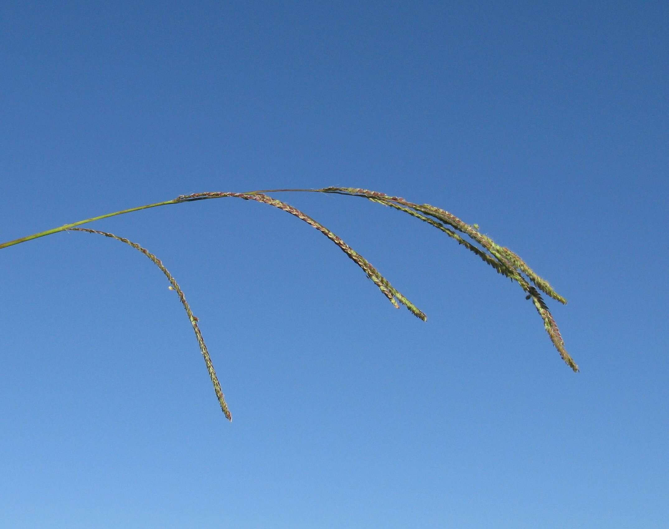 Image of Vasey's grass