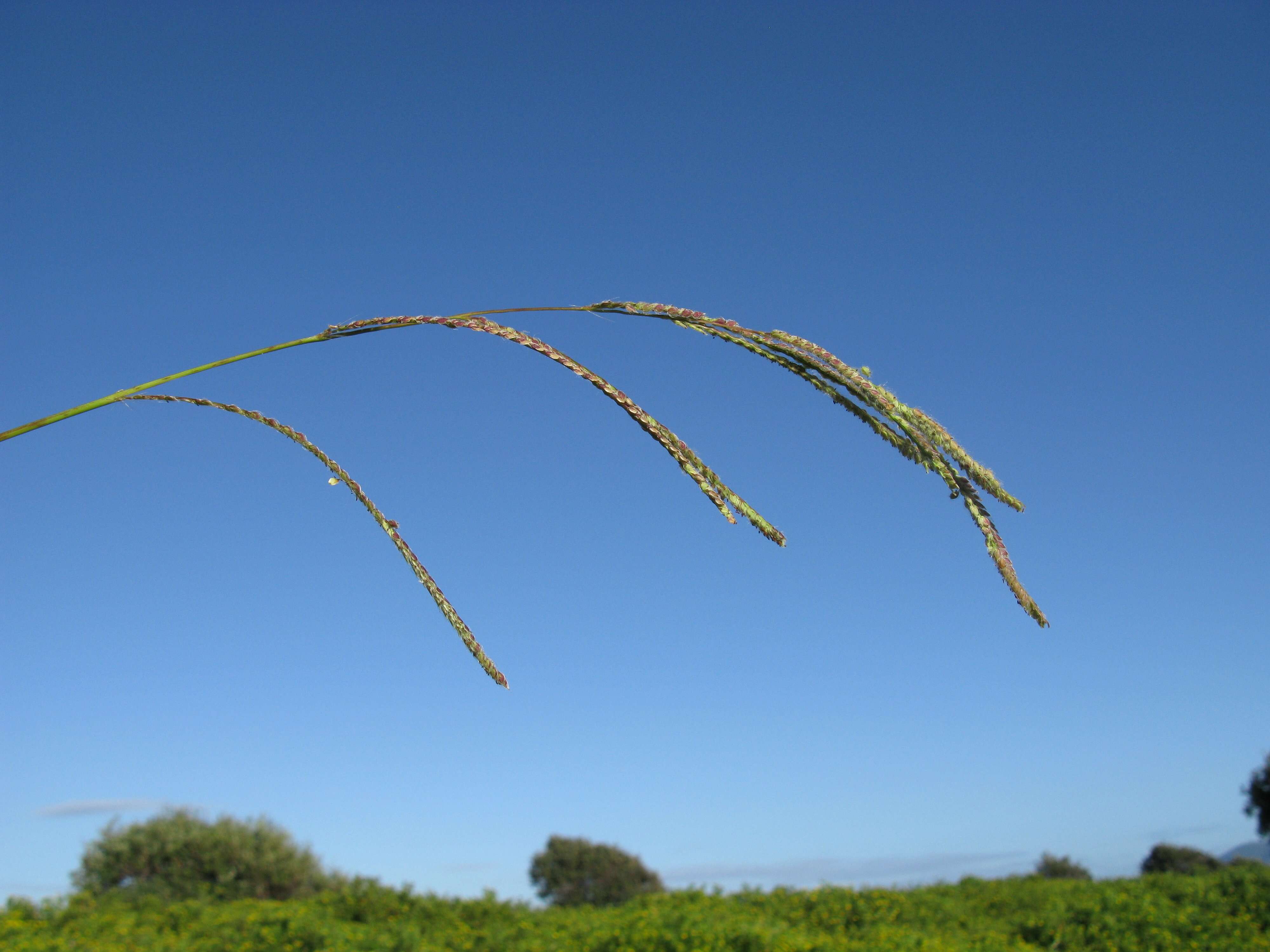 Image of Vasey's grass