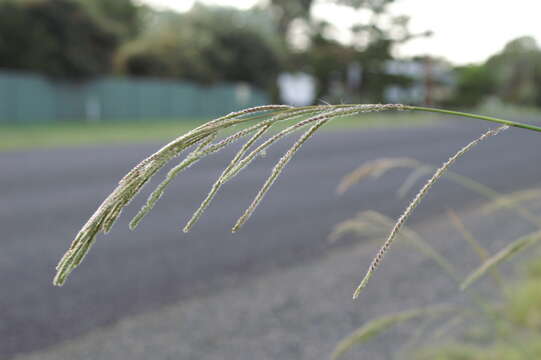 Image of Vasey's grass