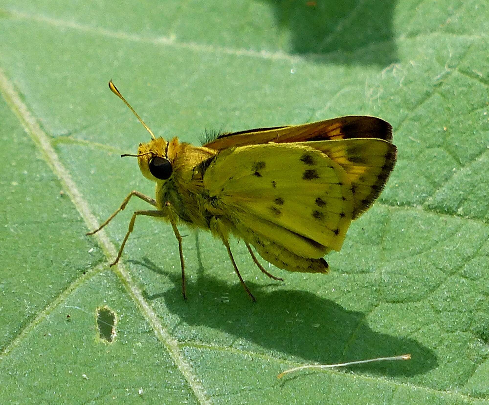 Image of Polites vibex catilina Plötz 1886