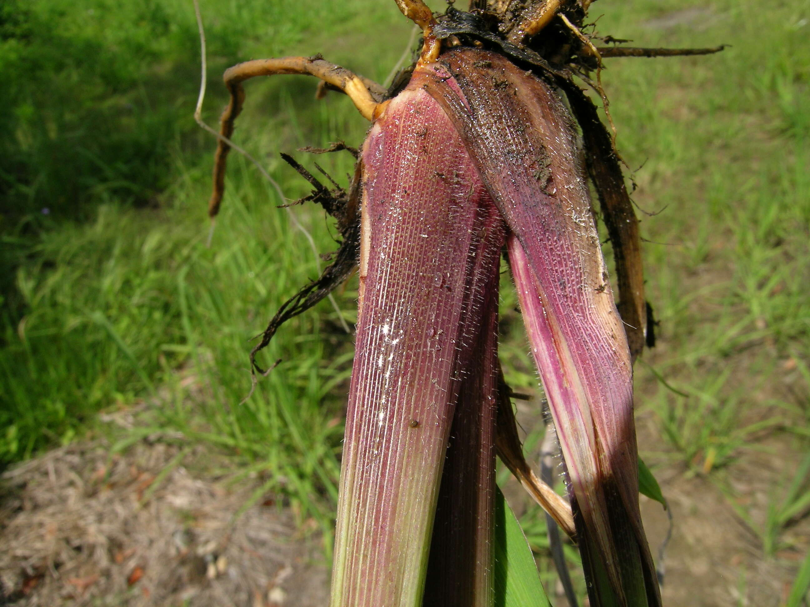 Image of Vasey's grass