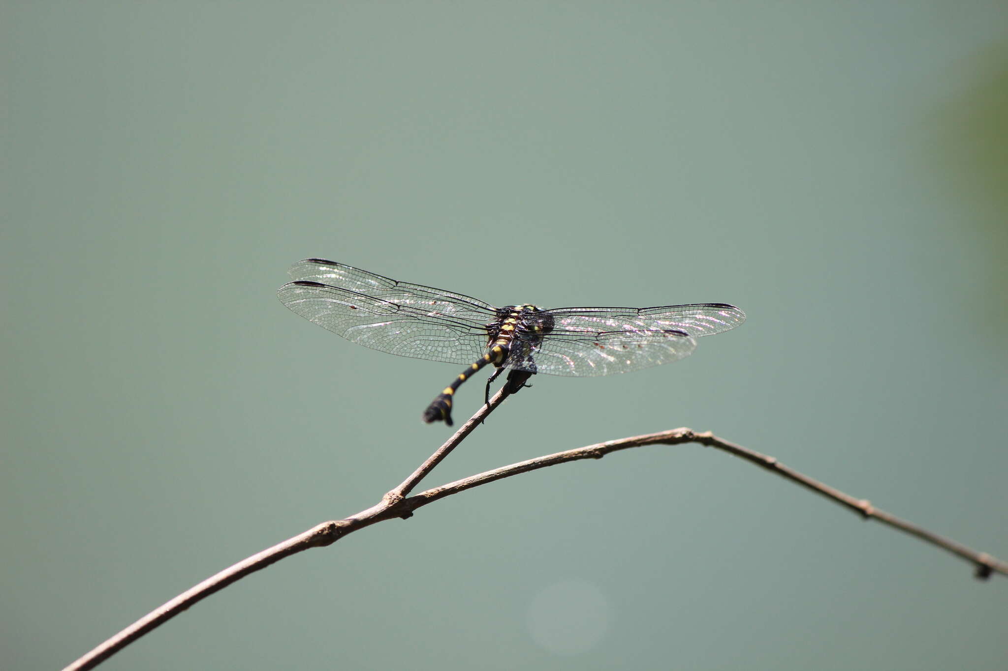 Imagem de Ictinogomphus decoratus (Selys 1854)