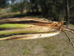 Image of Vasey's grass