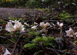 Image of Stereopsis humphreyi (Burt) Redhead & D. A. Reid 1984