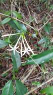 Image of Homollea longiflora Arènes