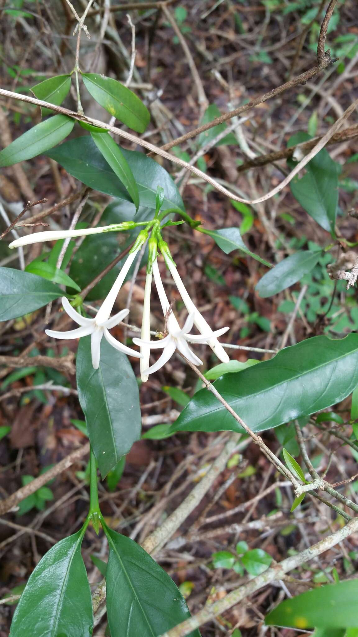 Image of Homollea longiflora Arènes