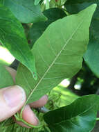 Image of green ash