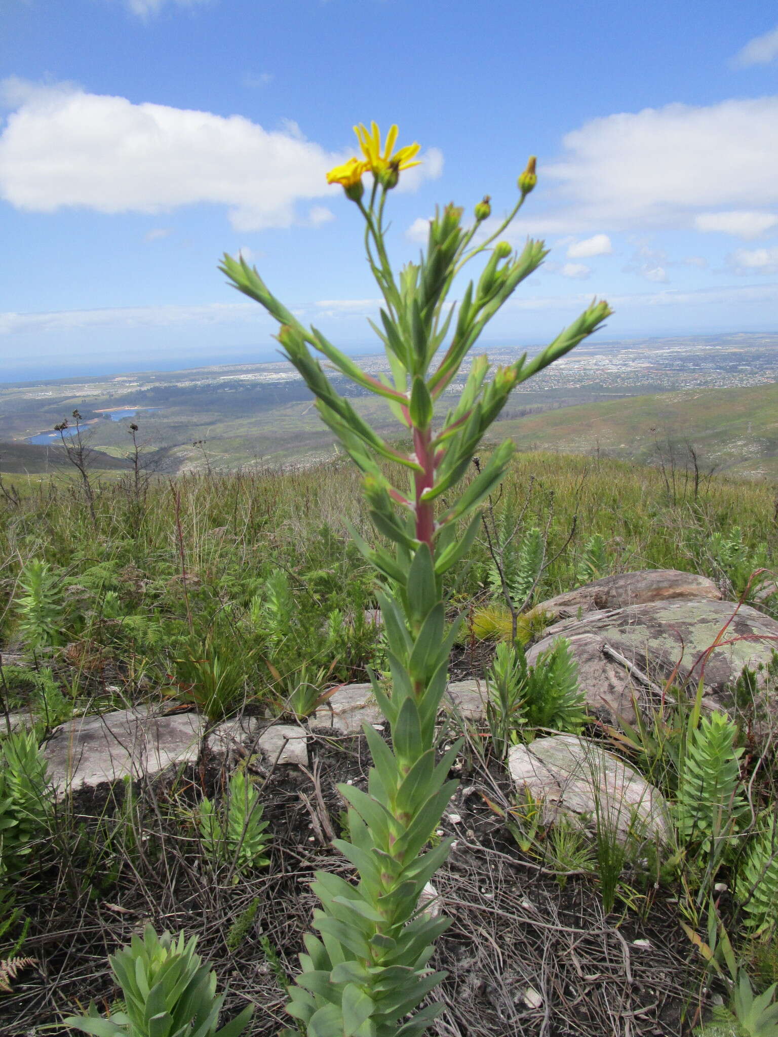 Image of Osteospermum corymbosum L.