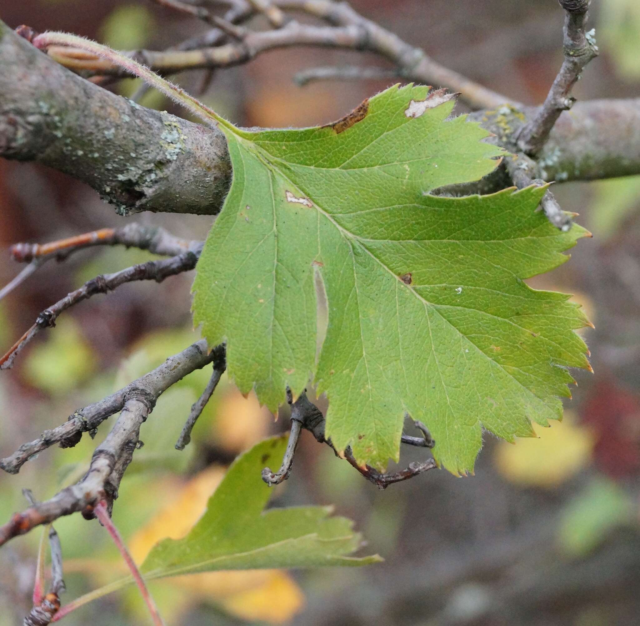 Image of Crataegus sphaenophylla Pojark.