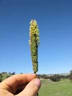 Image of bulbous canarygrass