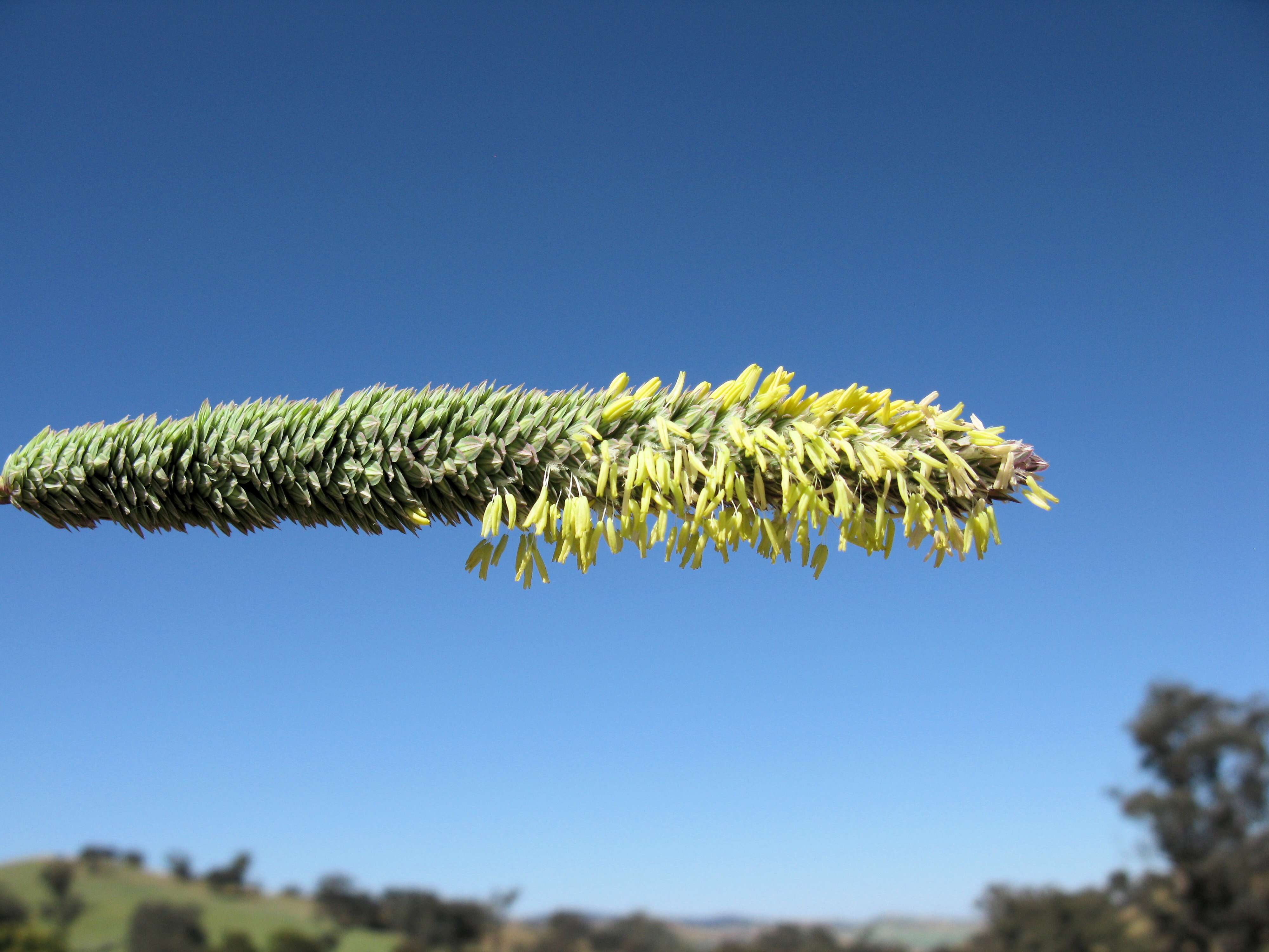 Image of bulbous canarygrass