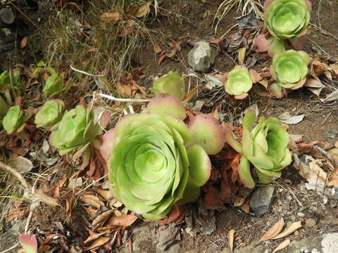 Image of Aeonium canariense subsp. canariense