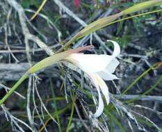 Gladiolus involutus D. Delaroche resmi