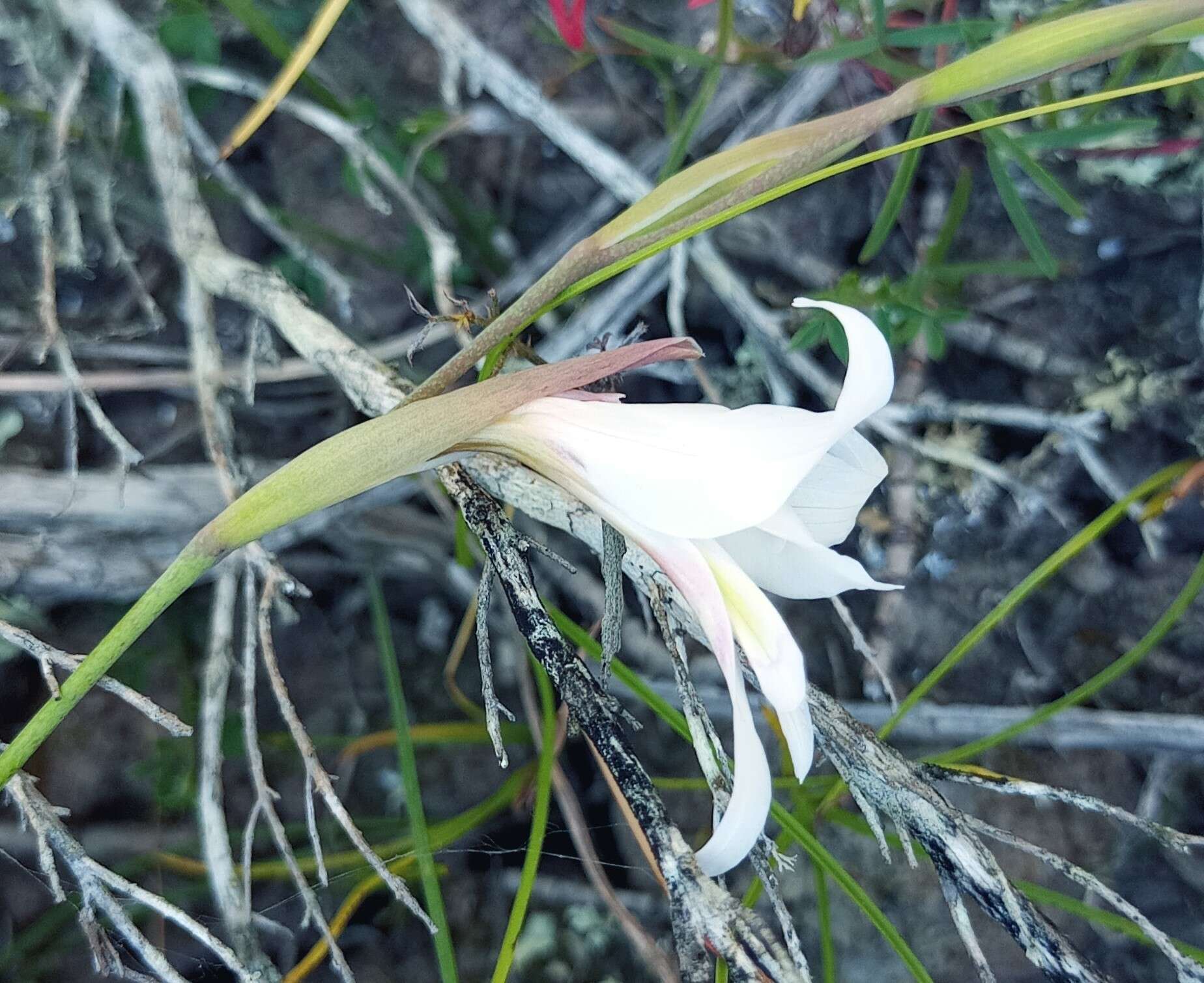 Gladiolus involutus D. Delaroche resmi