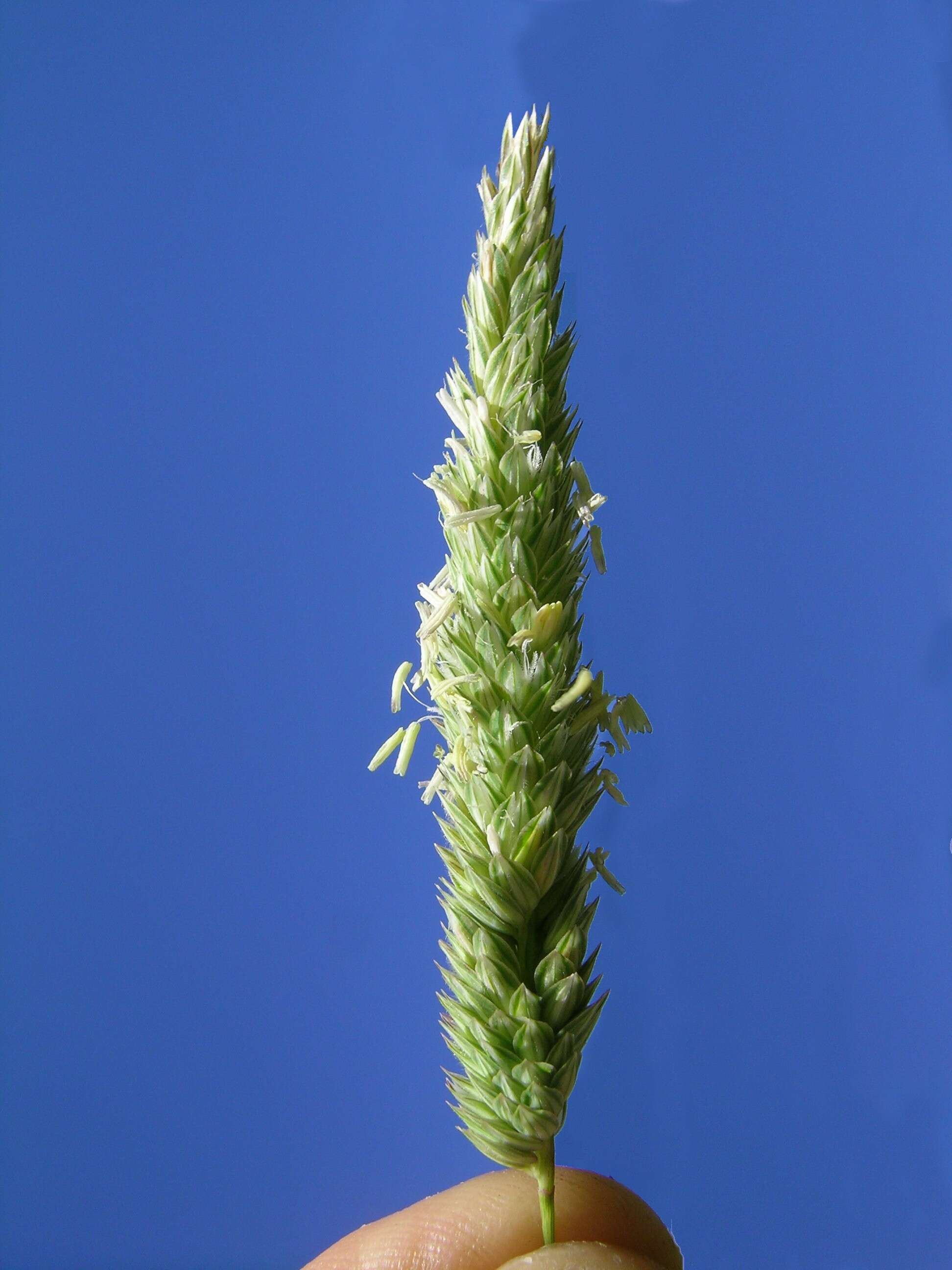 Image of bulbous canarygrass