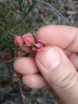 Imagem de Lasiopetalum rufum R. Br. ex Benth.