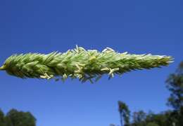 Image of bulbous canarygrass