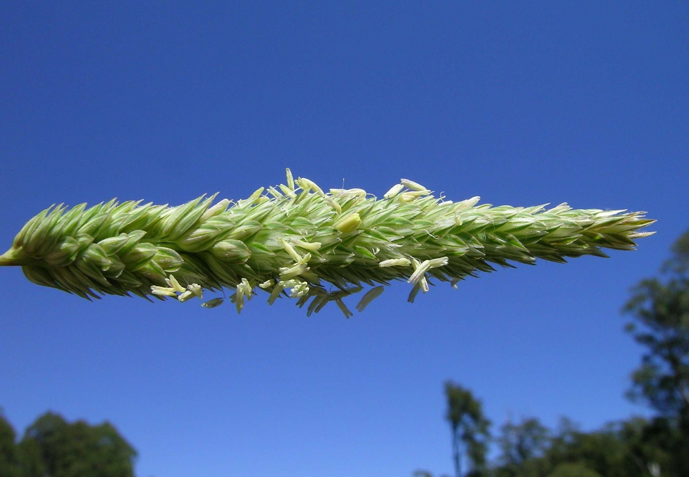 Image of bulbous canarygrass