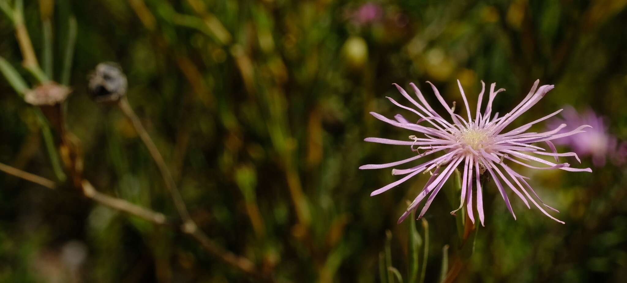 Imagem de Erepsia aspera (Haw.) L. Bol.