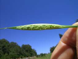 Image of bulbous canarygrass