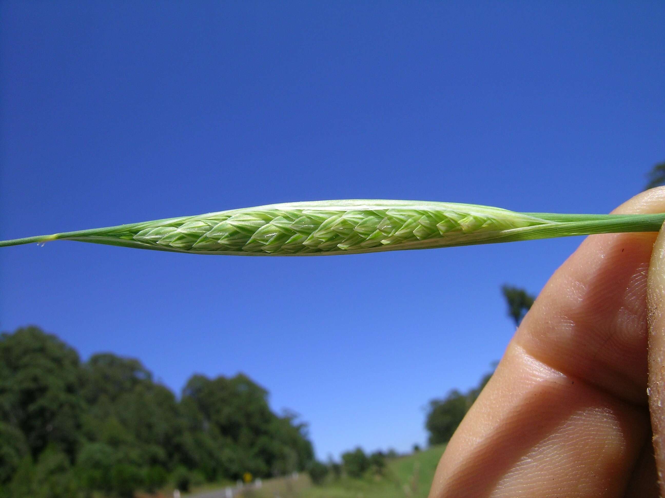 Image of bulbous canarygrass