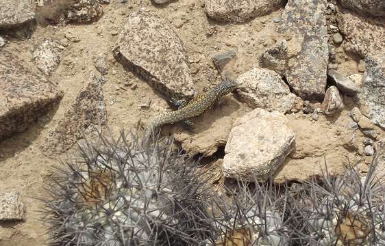 Image of Hellmich's Tree Iguana