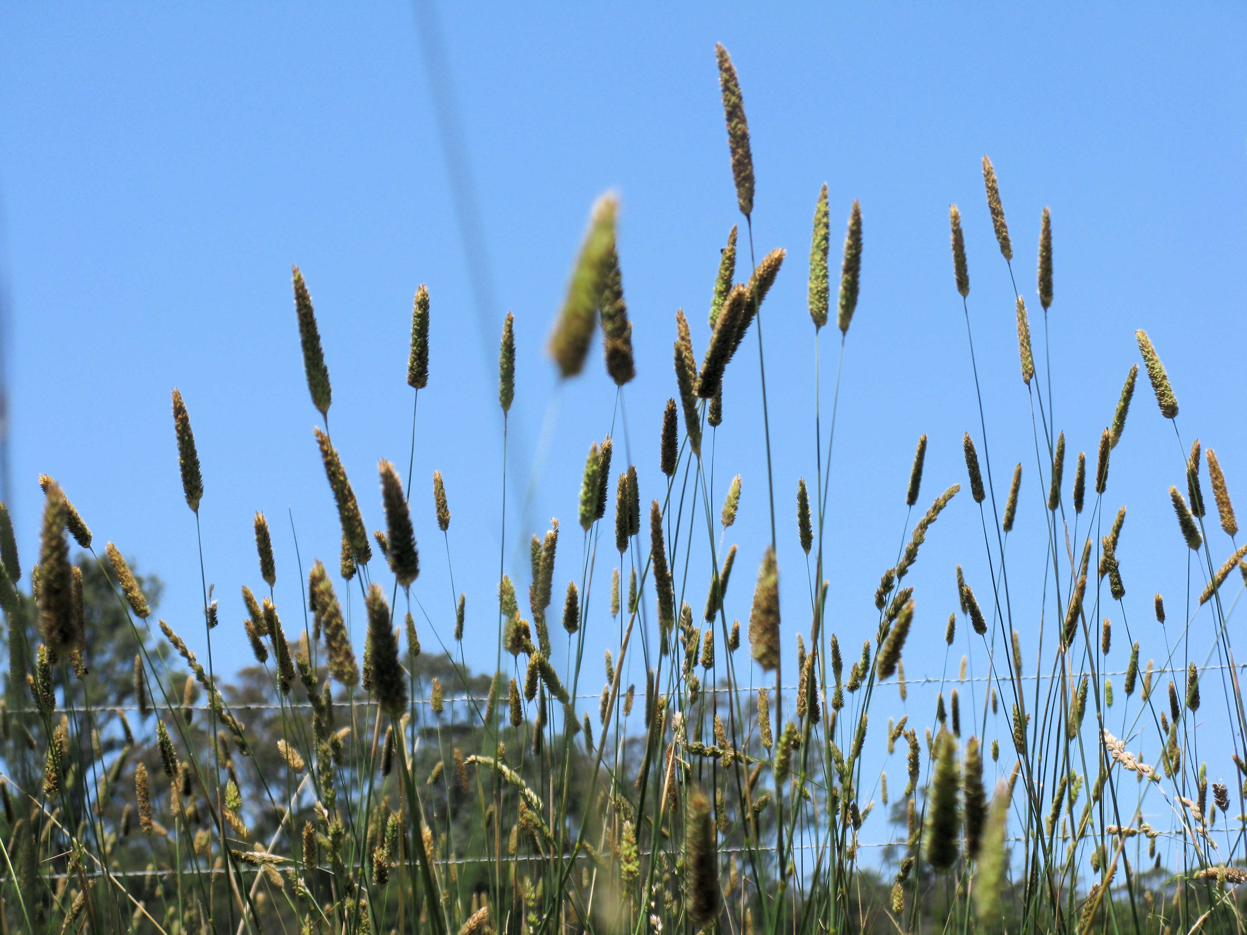 Image of bulbous canarygrass