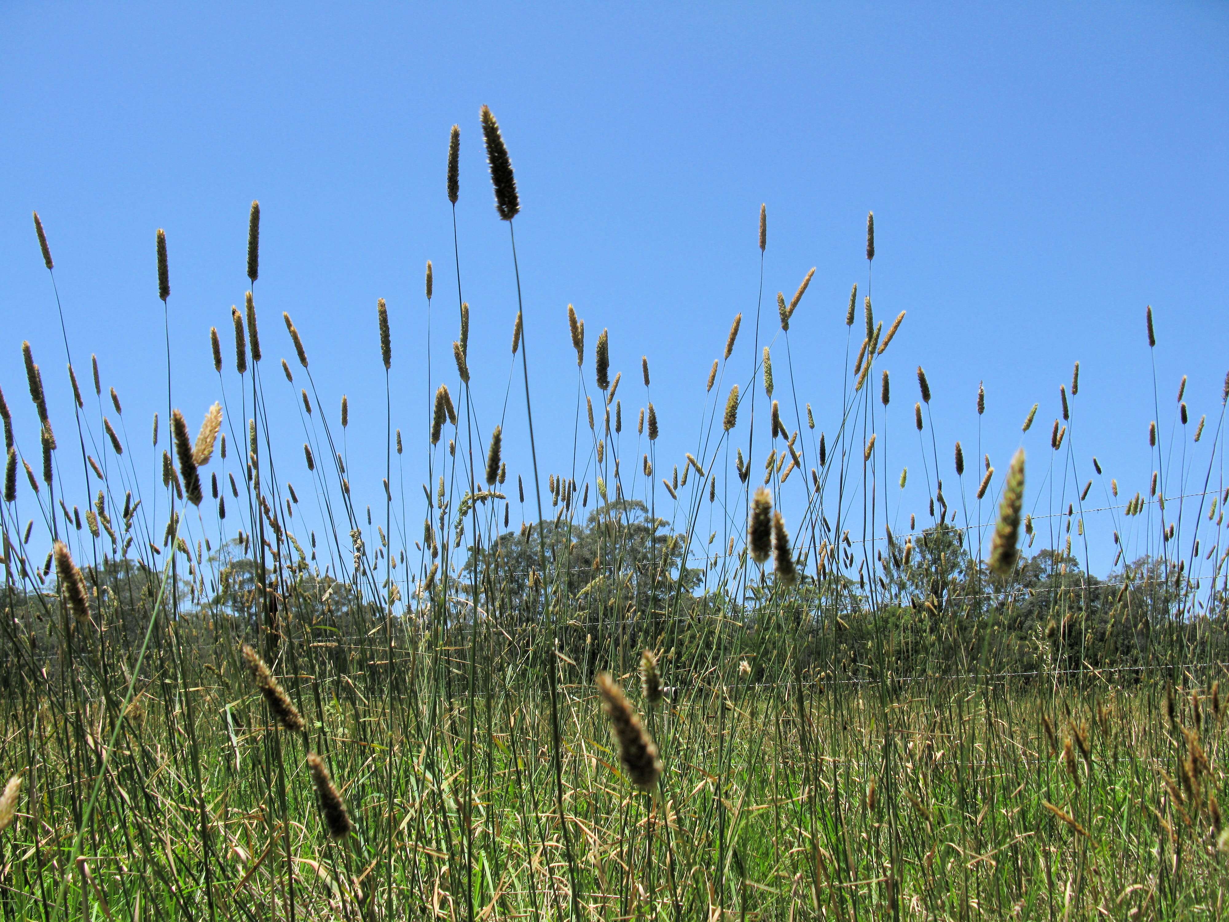 Image of bulbous canarygrass