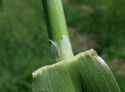 Image of bulbous canarygrass