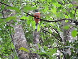 صورة Harpactes fasciatus malabaricus (Gould 1834)