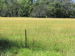 Image of bulbous canarygrass