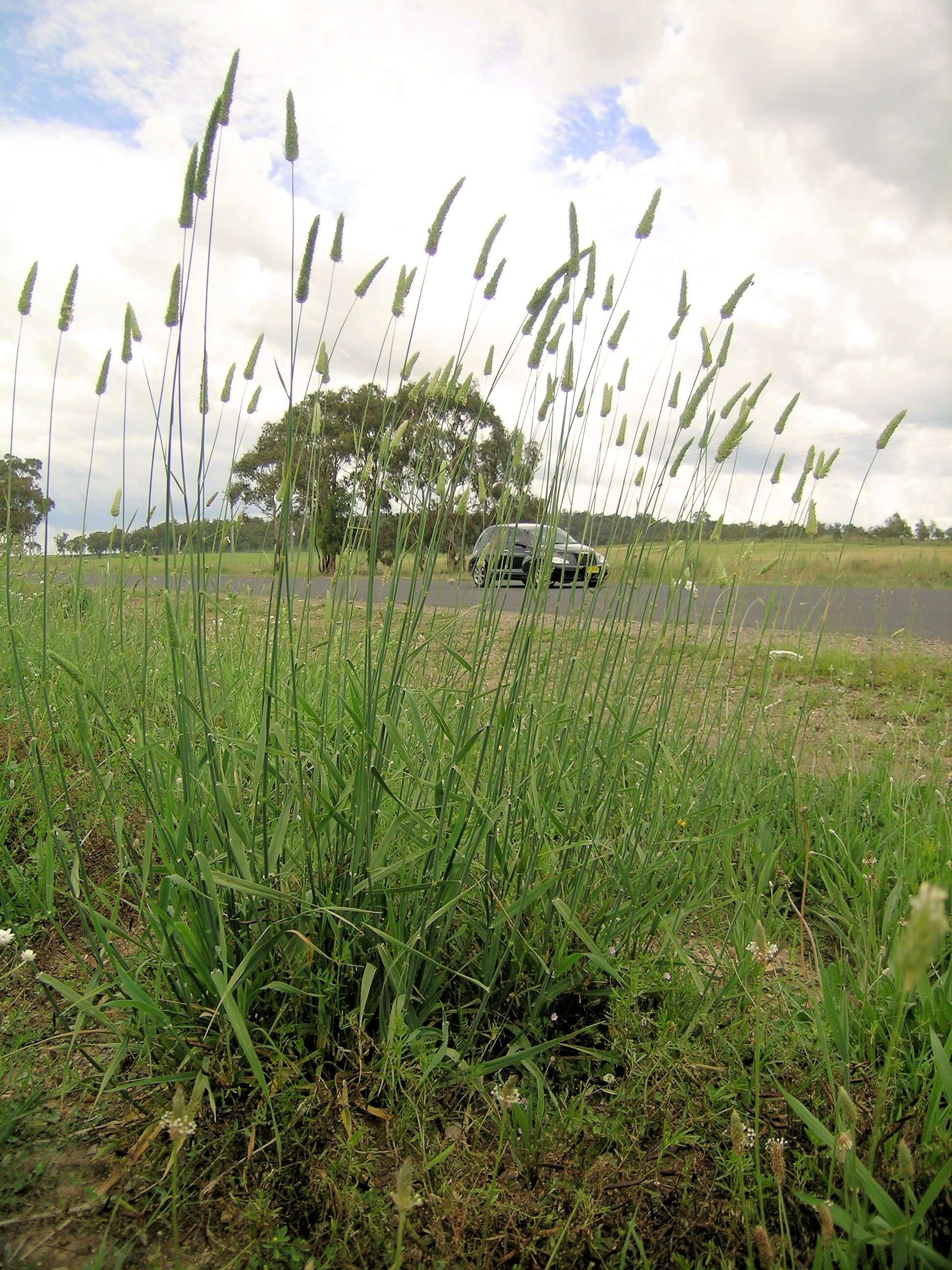 Image of bulbous canarygrass