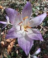 Image of Colchicum bivonae Guss.