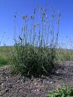 Image of bulbous canarygrass