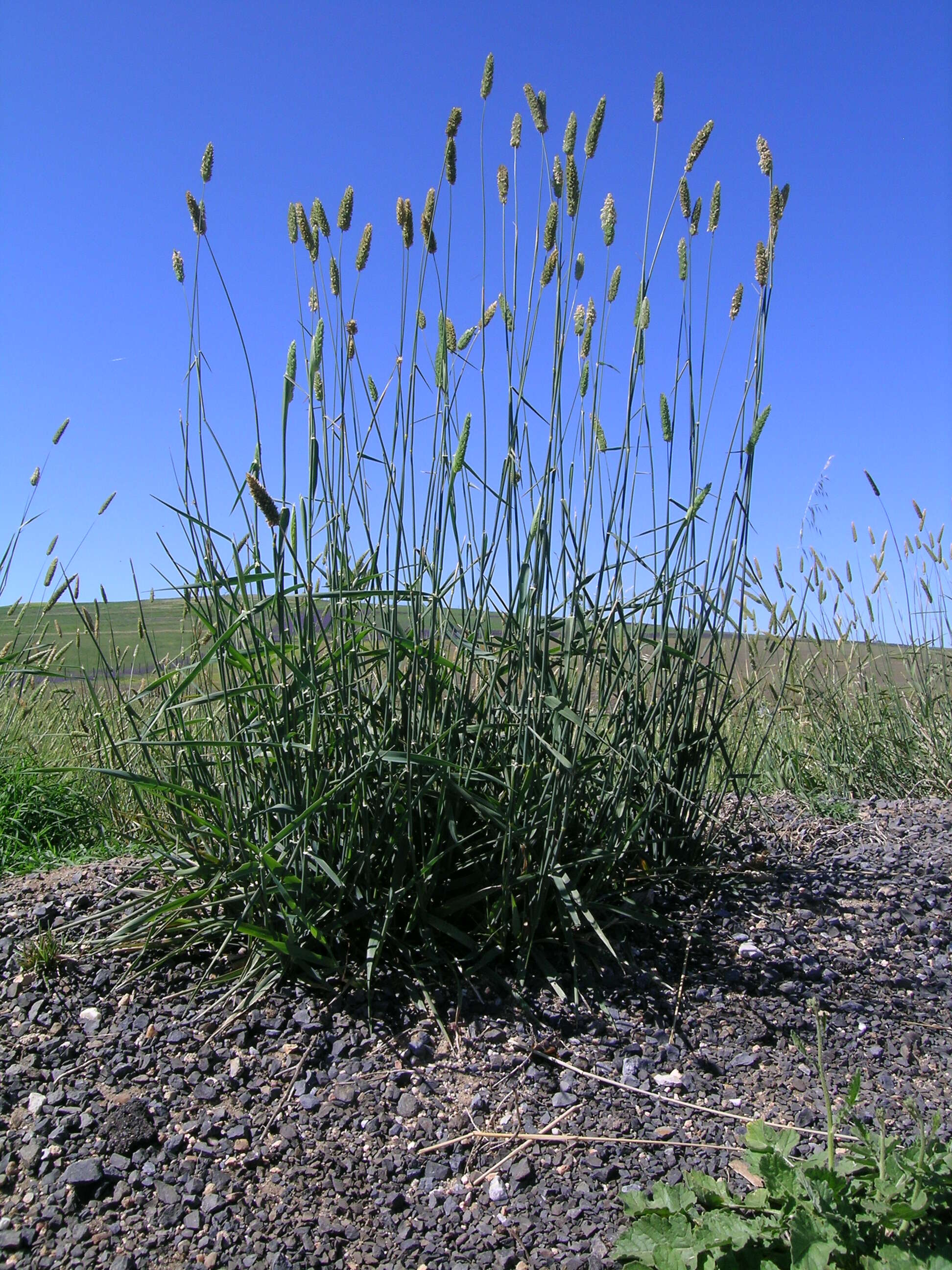 Image of bulbous canarygrass