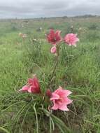 Imagem de Crinum campanulatum Herb.