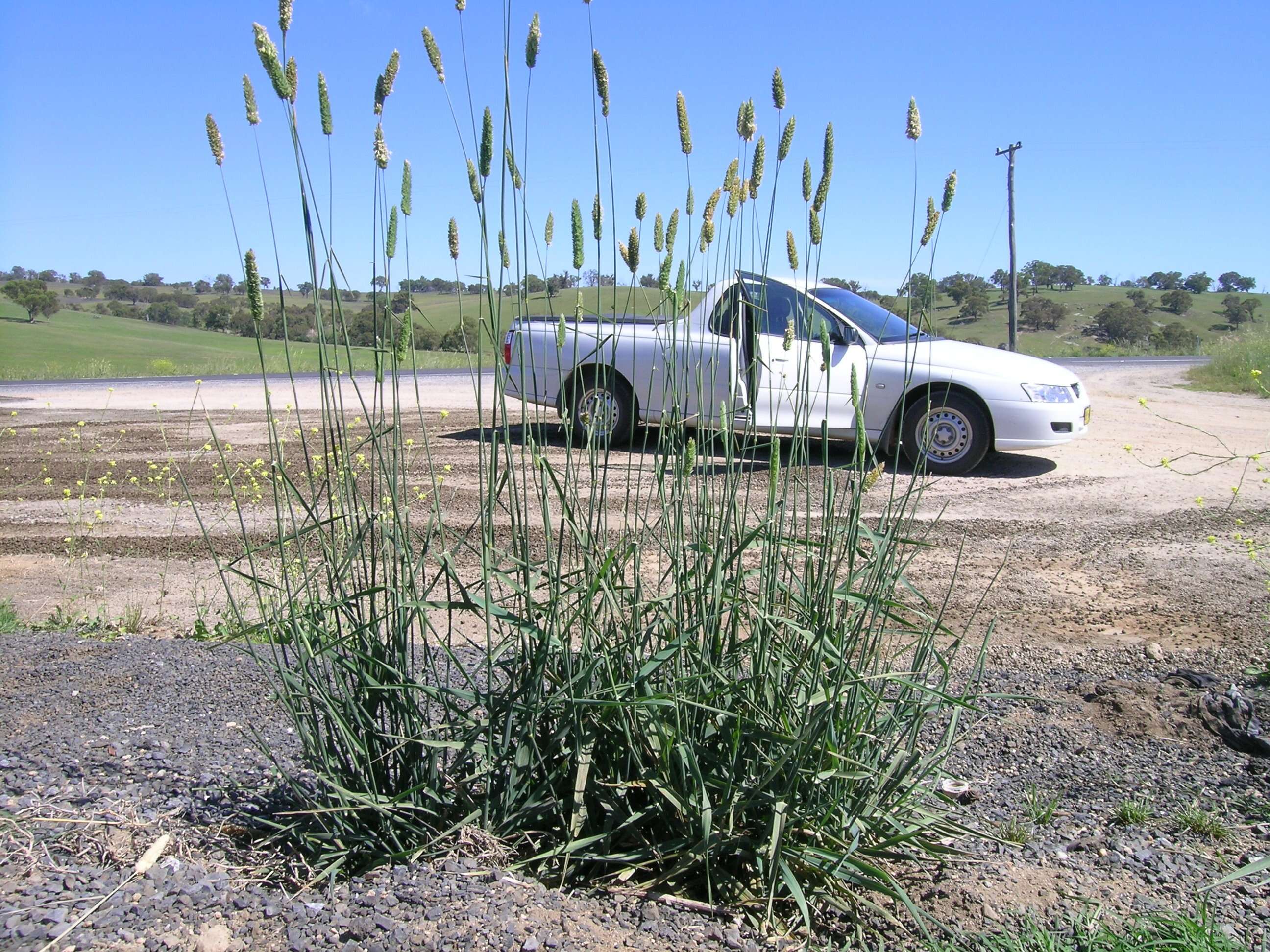 Image of bulbous canarygrass