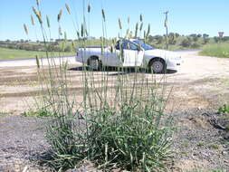 Image of bulbous canarygrass