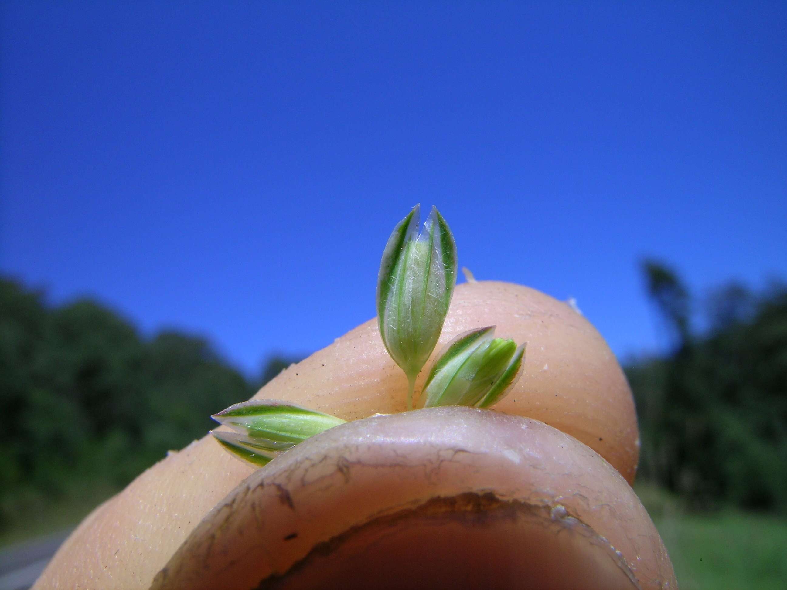 Image of bulbous canarygrass