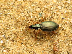 Image of Agonum (Olisares) extensicolle (Say 1823)