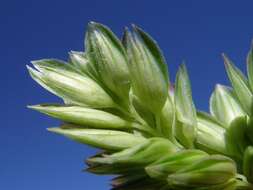 Image of bulbous canarygrass