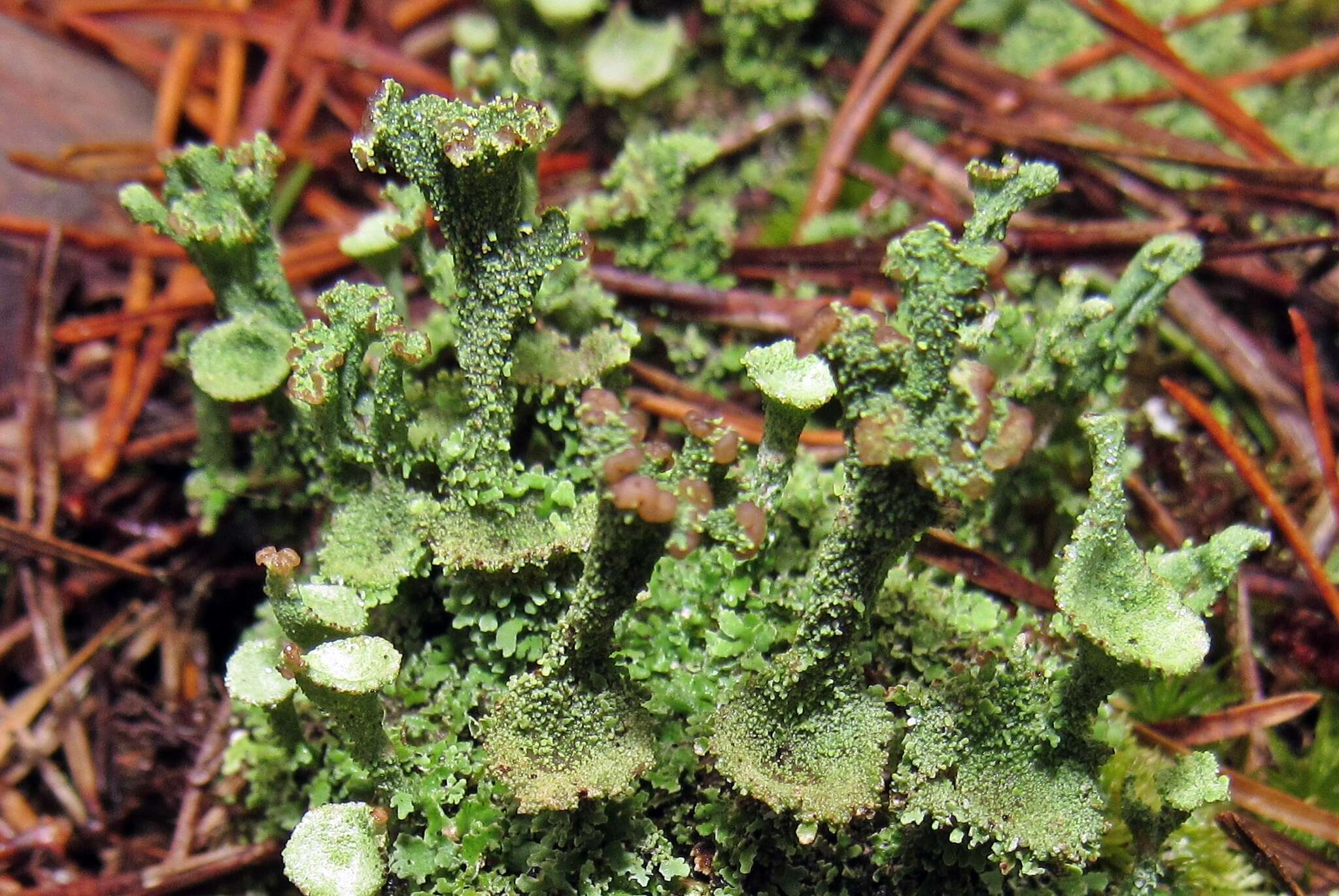 Image of cup lichen