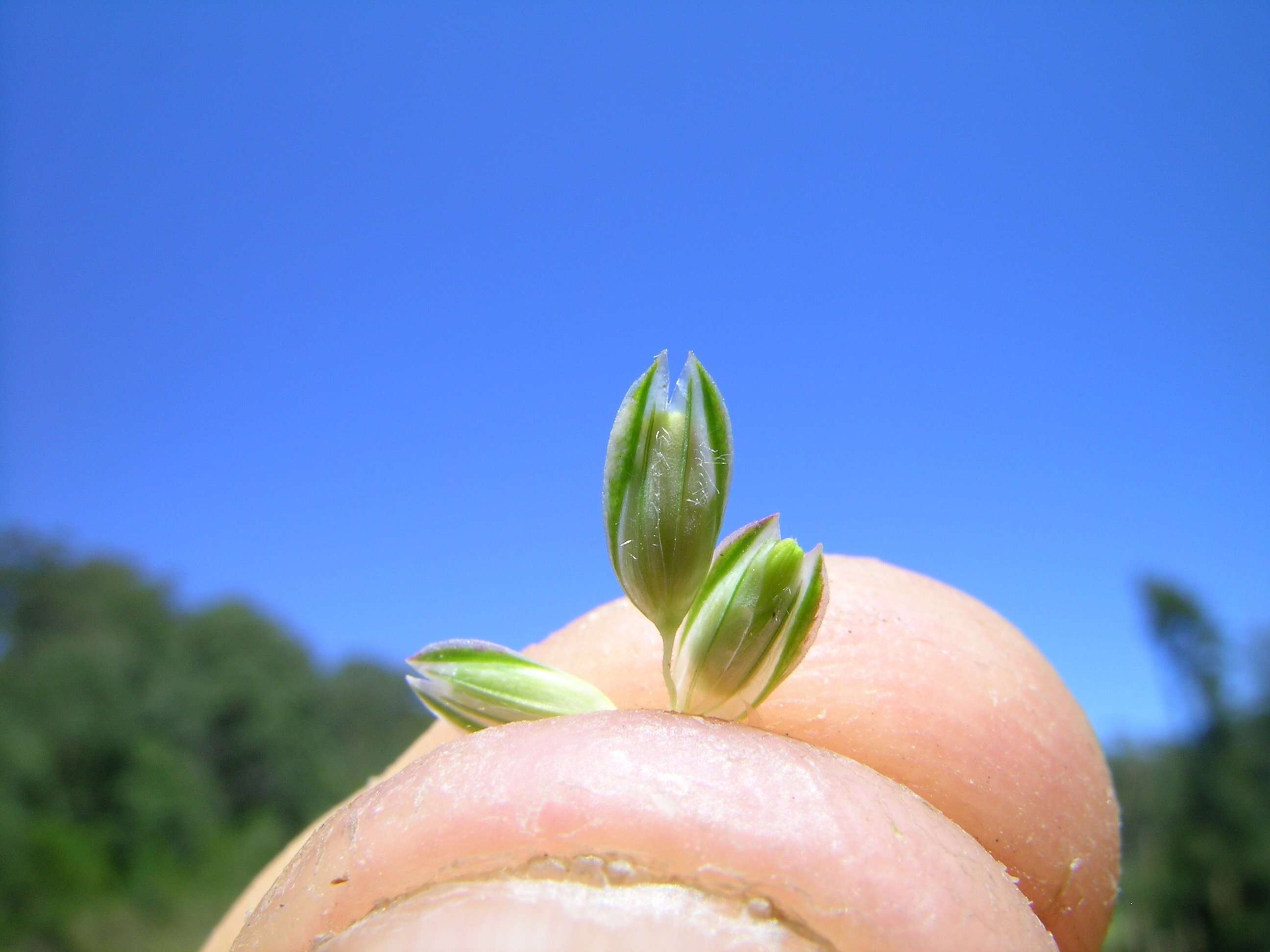 Image of bulbous canarygrass